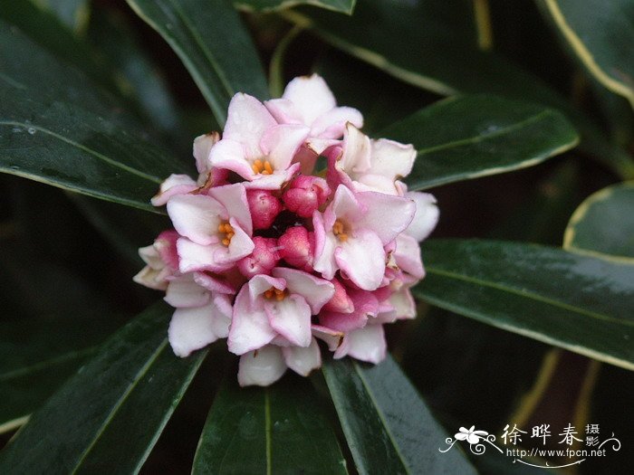 金边瑞香Daphne odora f. marginata 金边瑞香Daphne odora f. marginata
