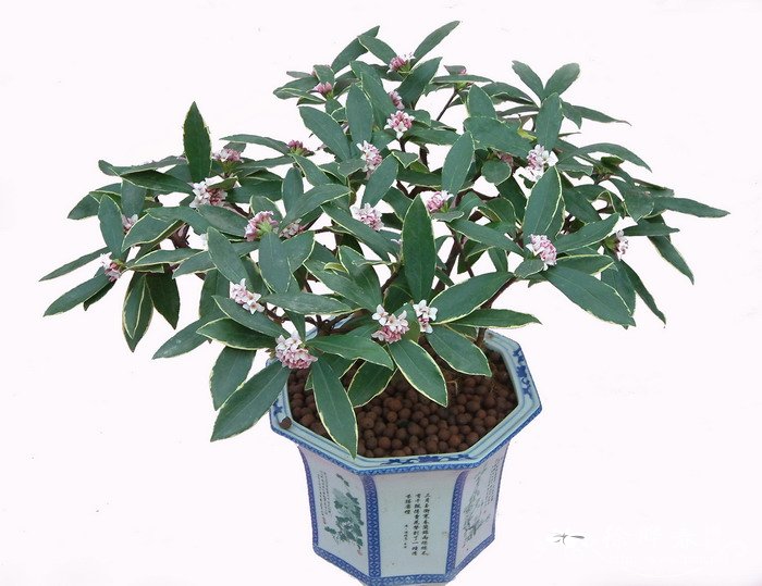 金边瑞香Daphne odora f. marginata