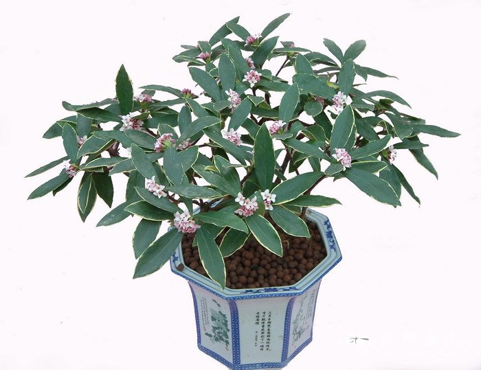 金边瑞香Daphne odora f. marginata 金边瑞香Daphne odora f. marginata