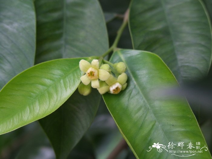 土沉香Aquilaria sinensis 土沉香Aquilaria sinensis