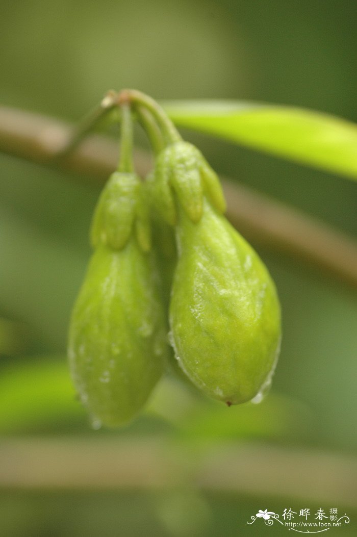 土沉香Aquilaria sinensis