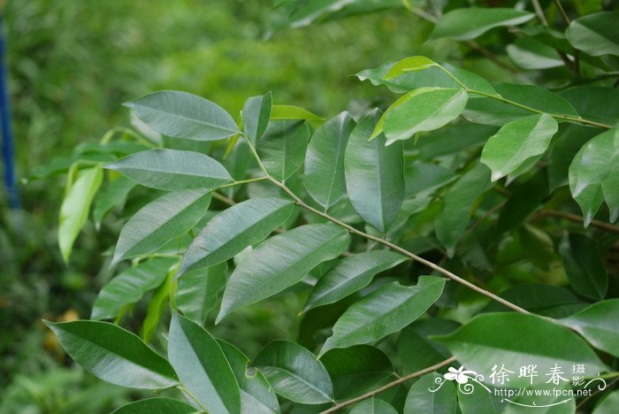 土沉香Aquilaria sinensis 土沉香Aquilaria sinensis