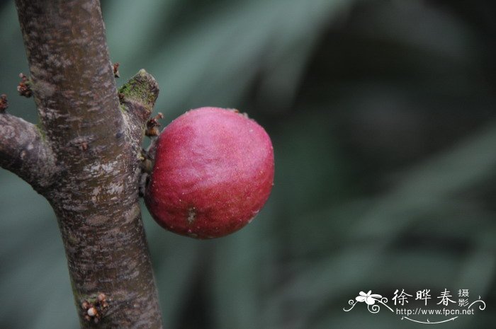 皇冠果Phaleria macrocarpa