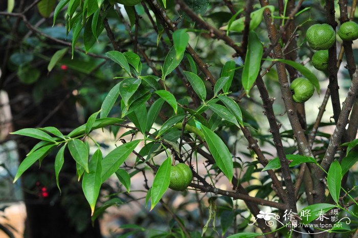 皇冠果Phaleria macrocarpa 皇冠果Phaleria macrocarpa