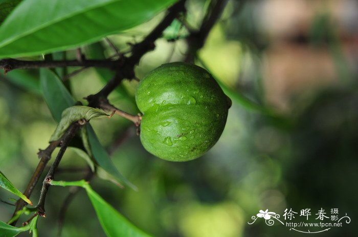 皇冠果Phaleria macrocarpa