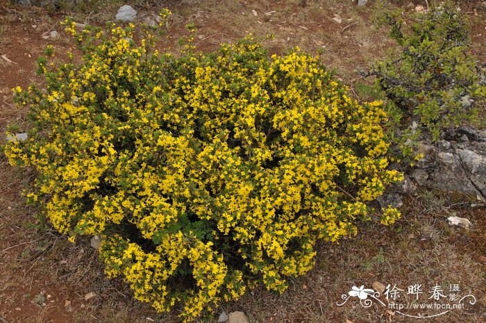 橙花瑞香Daphne aurantiaca 橙花瑞香Daphne aurantiaca
