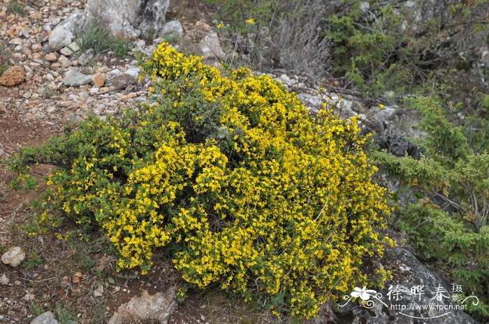 橙花瑞香Daphne aurantiaca 橙花瑞香Daphne aurantiaca