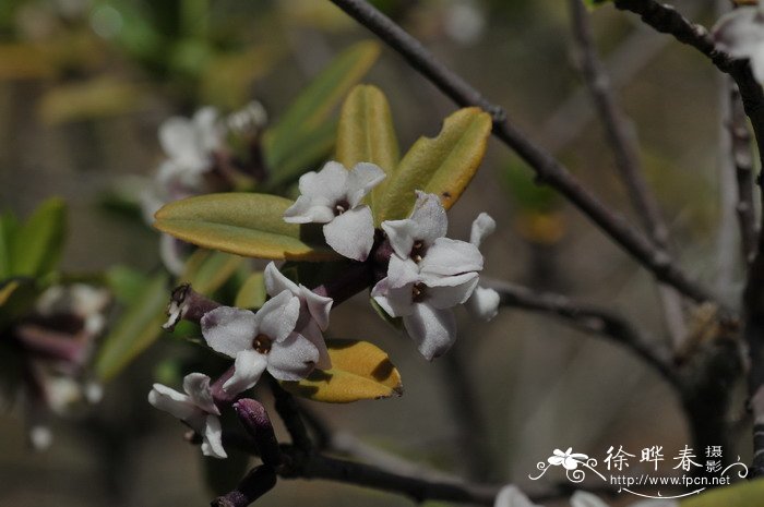 唐古特瑞香Daphne tangutica 唐古特瑞香Daphne tangutica