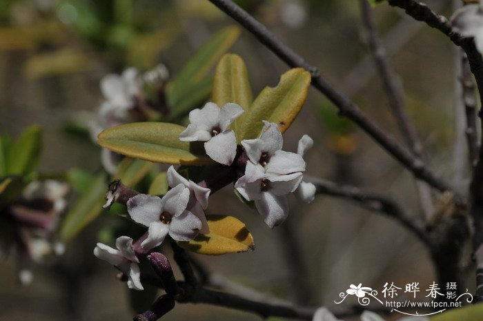 唐古特瑞香Daphne tangutica