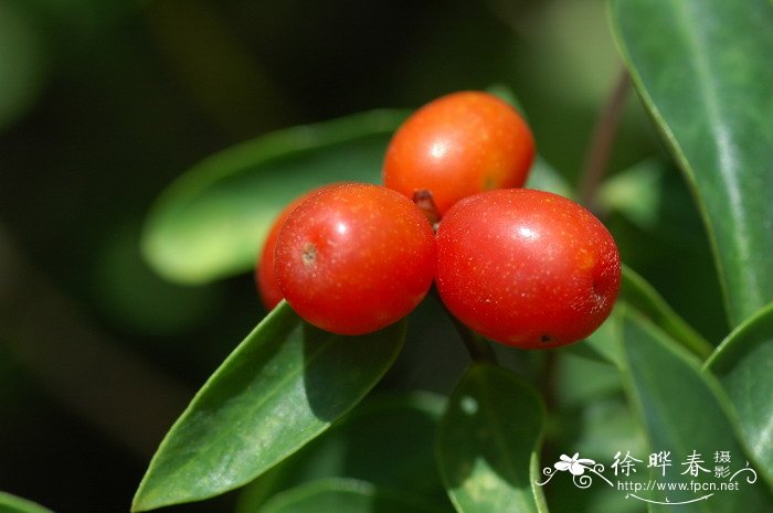 了哥王Wikstroemia indica