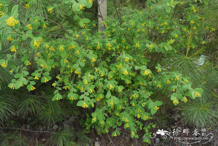 了哥王Wikstroemia indica 了哥王Wikstroemia indica
