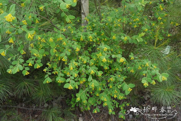 了哥王Wikstroemia indica