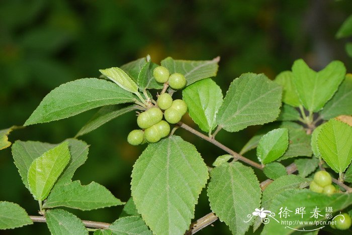 小花扁担杆Grewia biloba var. parviflora