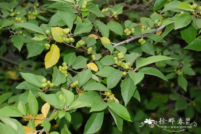 小花扁担杆Grewia biloba var. parviflora 小花扁担杆Grewia biloba var. parviflora