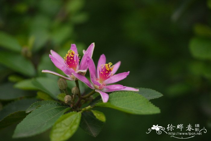 水莲木Grewia occidentalis 水莲木Grewia occidentalis