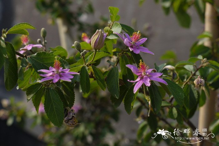 水莲木Grewia occidentalis 水莲木Grewia occidentalis