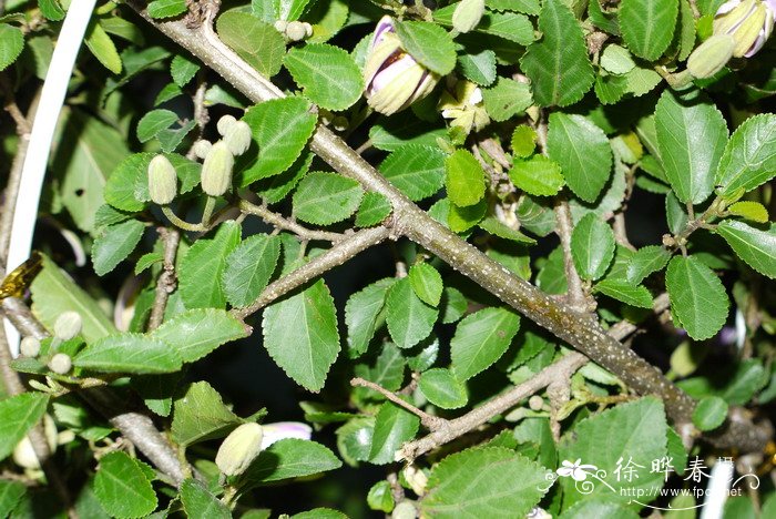水莲木Grewia occidentalis 水莲木Grewia occidentalis
