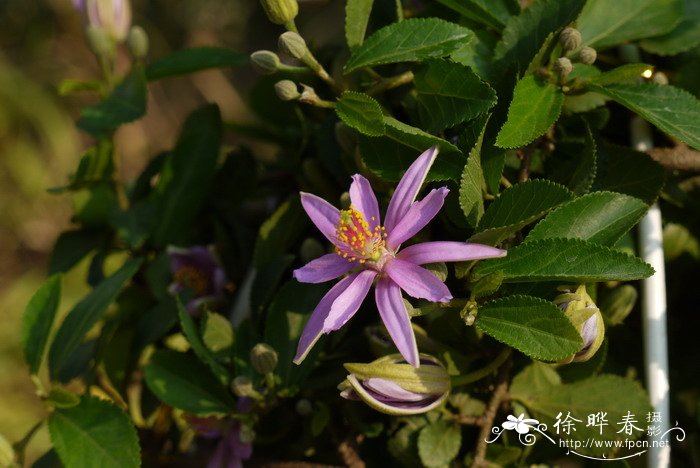 水莲木Grewia occidentalis 水莲木Grewia occidentalis