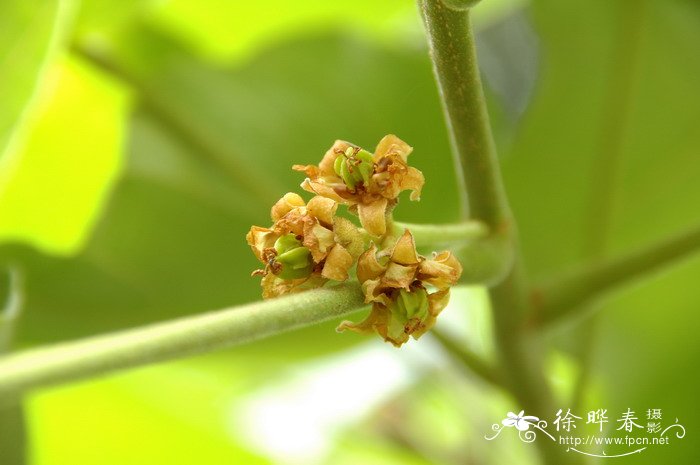 柄翅果Burretiodendron esquirolii 柄翅果Burretiodendron esquirolii