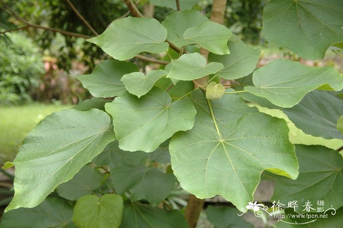柄翅果Burretiodendron esquirolii 柄翅果Burretiodendron esquirolii