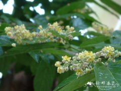 布渣叶Microcos paniculata
