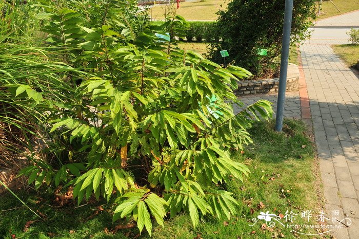 布渣叶microcospaniculata