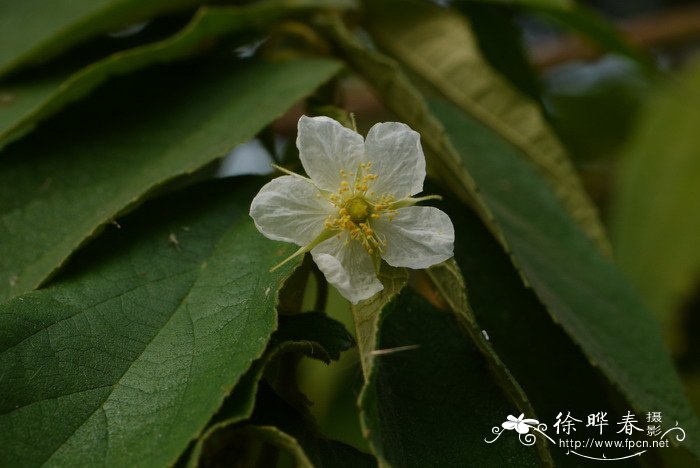 文丁果Muntingia calabura