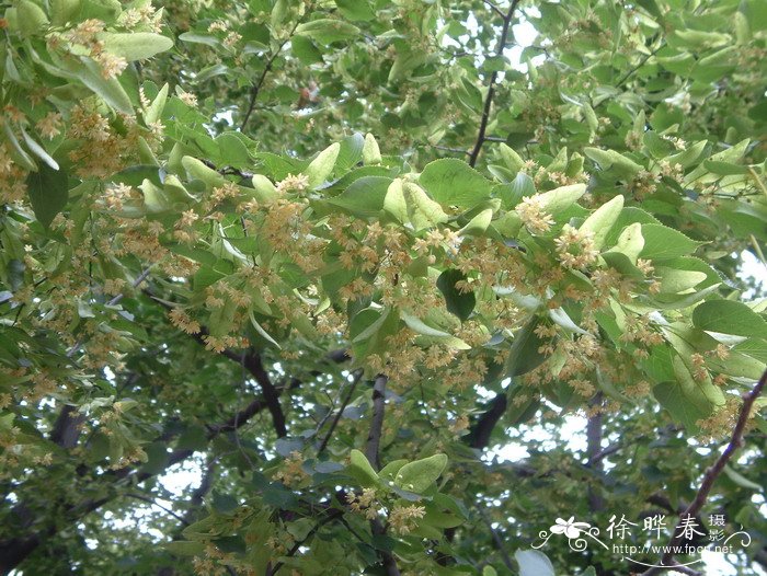 心叶椴Tilia cordata 心叶椴Tilia cordata