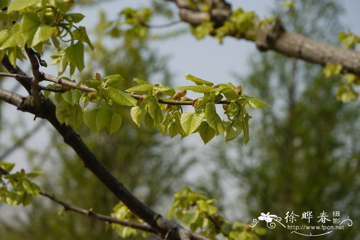 南京椴Tilia miqueliana 南京椴Tilia miqueliana