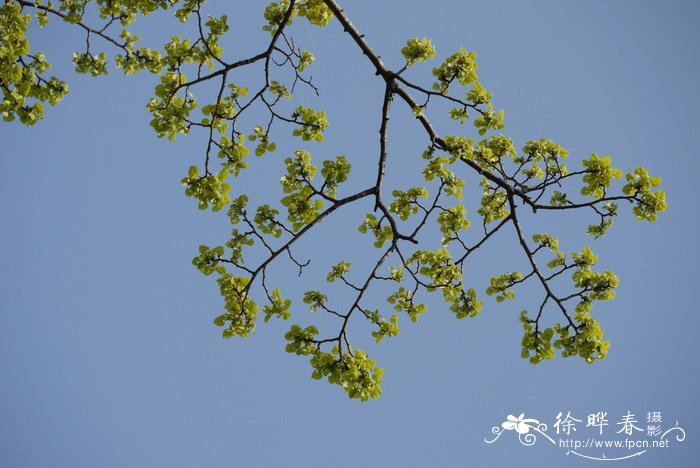 南京椴Tilia miqueliana 南京椴Tilia miqueliana