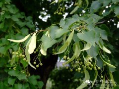 蒙椴Tilia mongolica