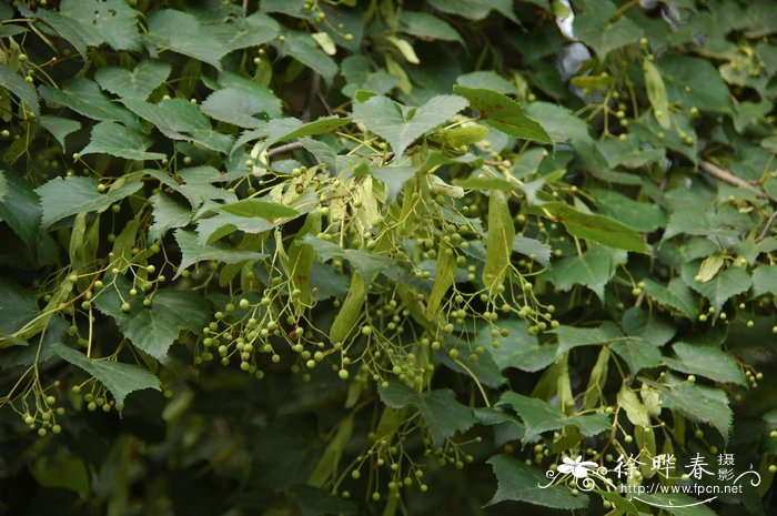 蒙椴Tilia mongolica 蒙椴Tilia mongolica