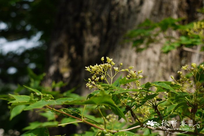 红皮椴Tilia paucicostata var. dictyoneura