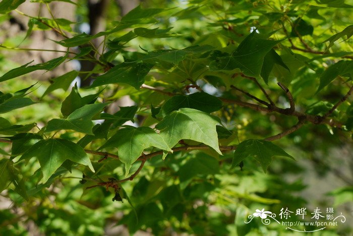 红皮椴Tilia paucicostata var. dictyoneura