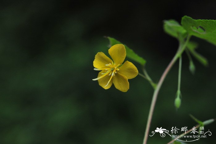 田麻Corchoropsis crenata 田麻Corchoropsis crenata