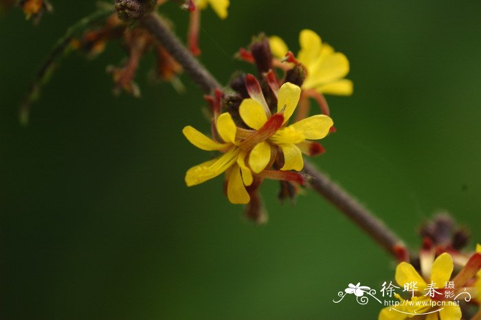 刺蒴麻Triumfetta rhomboidea 刺蒴麻Triumfetta rhomboidea