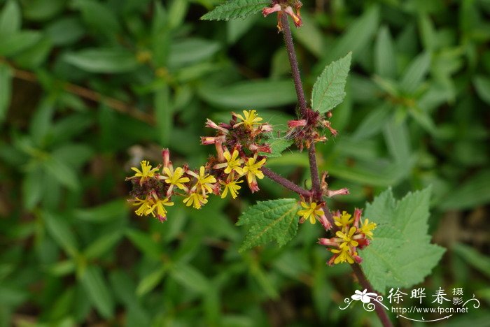 刺蒴麻Triumfetta rhomboidea 刺蒴麻Triumfetta rhomboidea