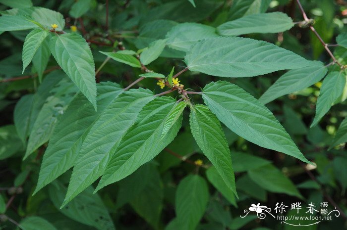 刺蒴麻Triumfetta rhomboidea 刺蒴麻Triumfetta rhomboidea
