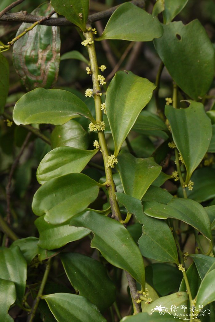 寄生藤Dendrotrophe varians 寄生藤Dendrotrophe varians