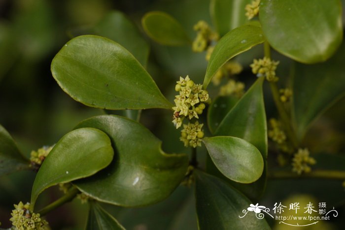 寄生藤Dendrotrophe varians 寄生藤Dendrotrophe varians