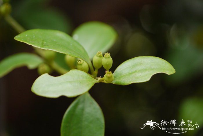 寄生藤Dendrotrophe varians 寄生藤Dendrotrophe varians