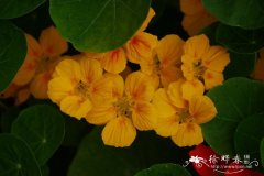 旱金莲Tropaeolum majus