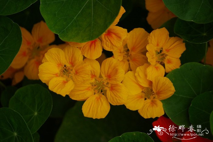 旱金莲Tropaeolum majus 旱金莲Tropaeolum majus