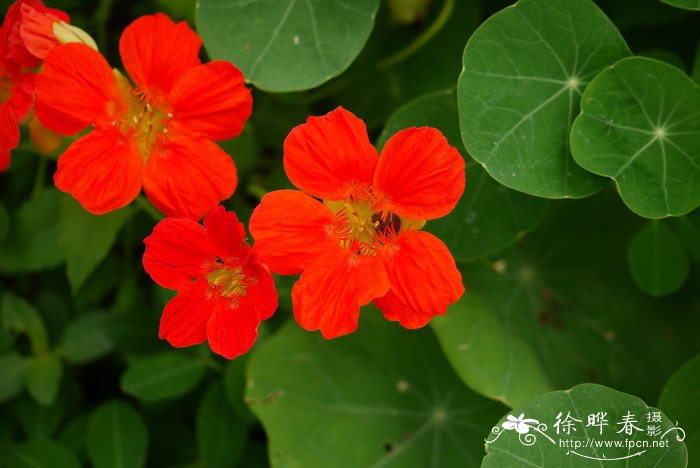 旱金莲Tropaeolum majus 旱金莲Tropaeolum majus