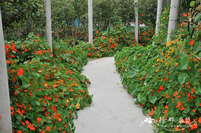 旱金莲Tropaeolum majus 旱金莲Tropaeolum majus