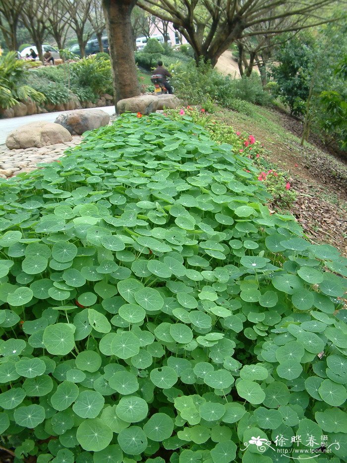 旱金莲Tropaeolum majus