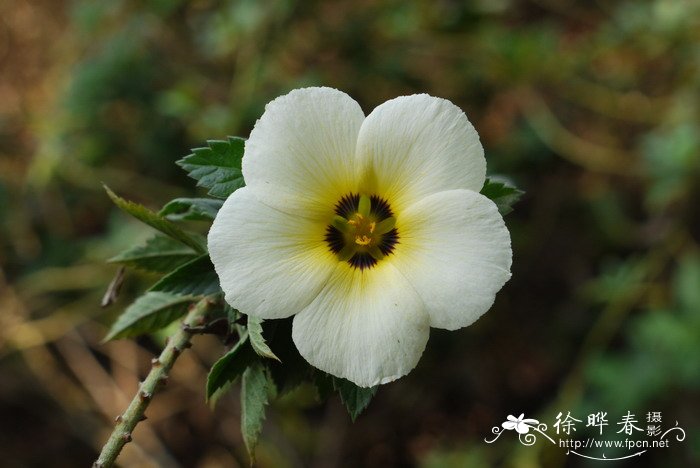 时钟花Turnera subulata