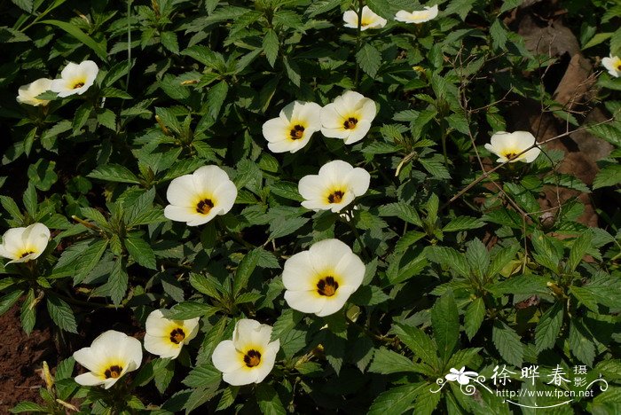 时钟花Turnera subulata 时钟花Turnera subulata