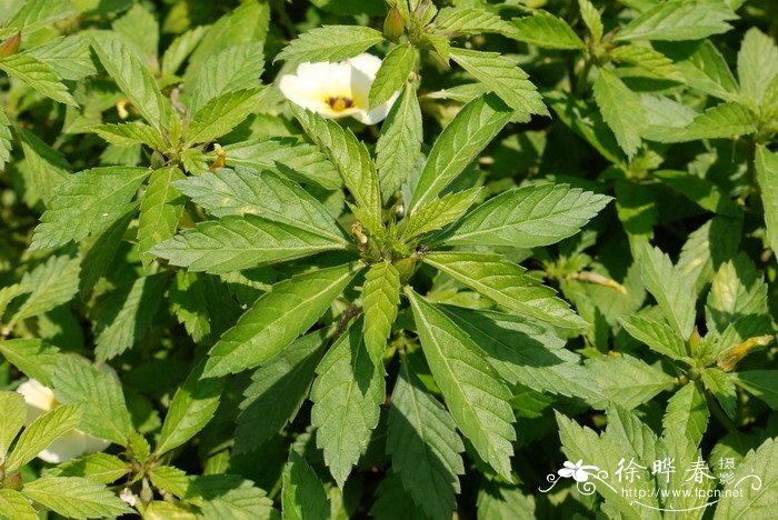 时钟花Turnera subulata 时钟花Turnera subulata