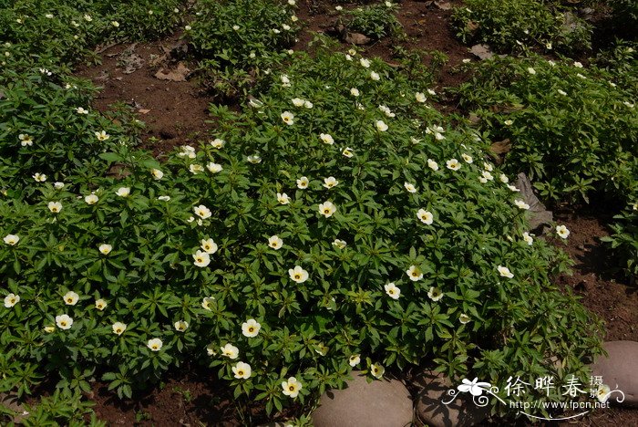 时钟花Turnera subulata 时钟花Turnera subulata